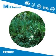 Saw Palmetto Extract Powder