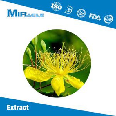 St Johns Wort Extract Powder