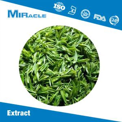 Green Tea Extract Powder