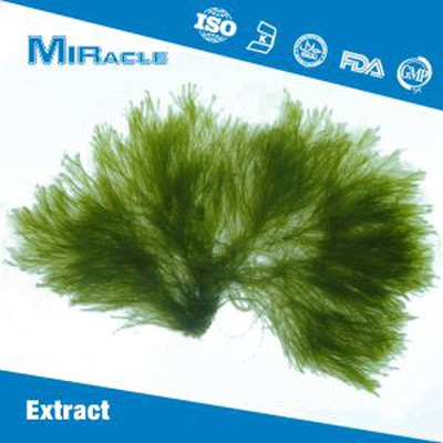 Fucoxanthin Powder